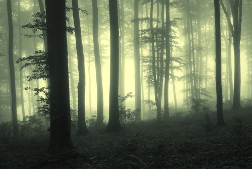 Fototapeta Mgła w lesie z drzew w świetle licznika