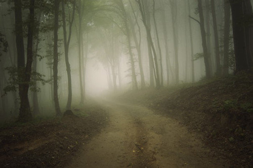 Fototapeta Droga przez las z mgłą w lecie