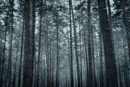 Fototapeta Mrożone zimowy las sosnowy