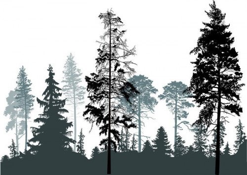 Fototapeta Sosnowych lasów szare sylwetki izolowane na białym