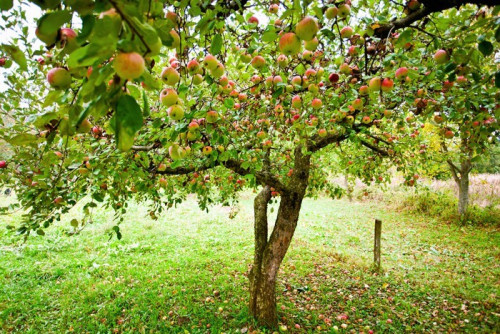 Fototapeta Apple trees sad