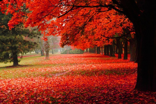 Fototapeta Czerwony jesienią w parku