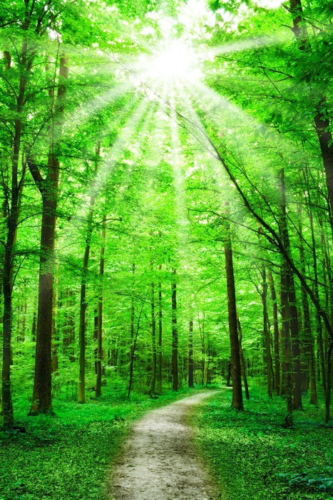 Fototapeta Natura. ścieżka w lesie w promieniach słońca