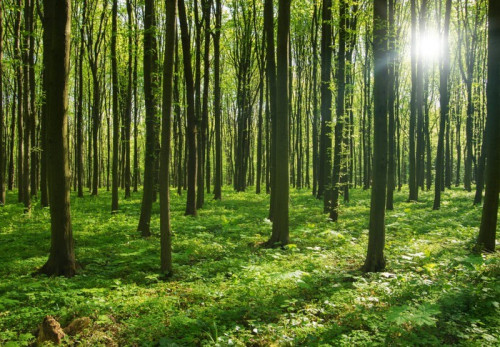 Fototapeta Drzew leśnych. zieleni drewno światło słoneczne tła.