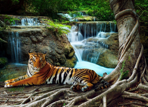 Fototapeta Indochiny tygrysa leżącego z relaksu w banyantree przeciwko bea