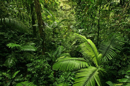Fototapeta Gęsty tropikalny las deszczowy