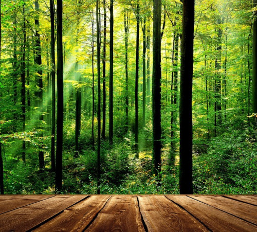 Fototapeta Świeży zielony las z promieni słonecznych i drewniane podłogi