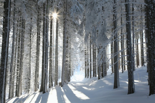 Fototapeta Szlak wśród lasów oszronionych drzew sosnowych