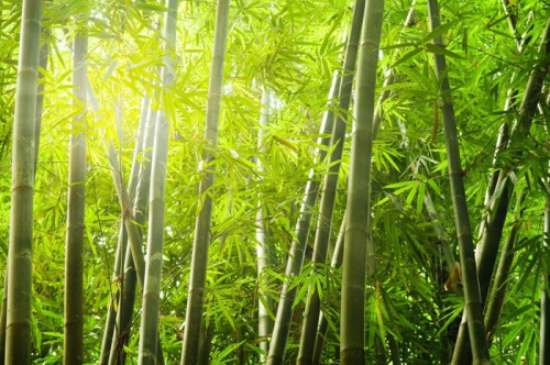 Fototapeta Bambusowy las z promieniem światła
