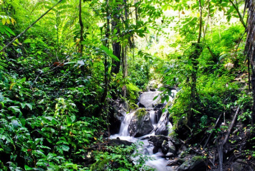 Fototapeta Dżungla w Tentena