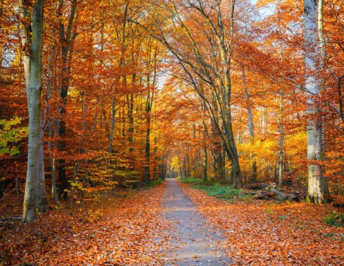 Fototapeta Droga w lesie jesienią