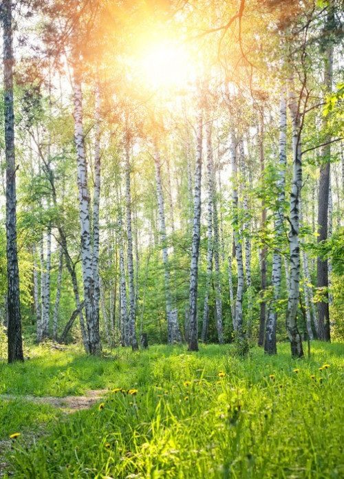 Fototapeta Wiosna słoneczny las