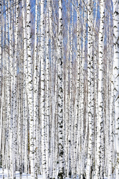 Fototapeta Brzozowy las zima - zima spokój.