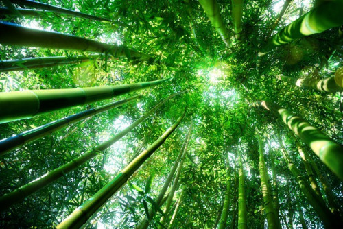 Fototapeta Bambus lesie - zen koncepcji