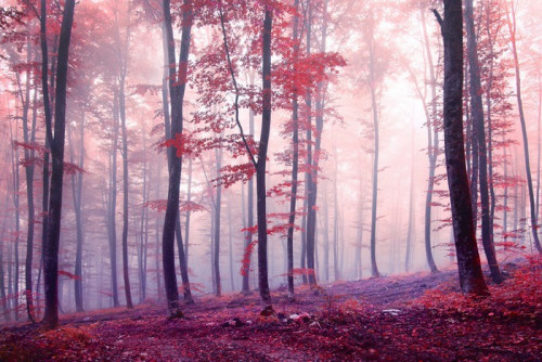 Fototapeta Fantazja jesień kolor las