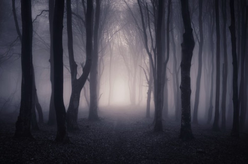 Fototapeta Droga przez ciemny las w nocy