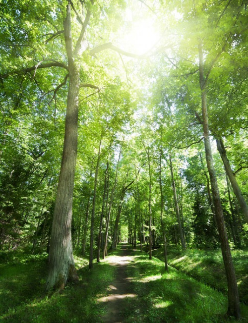 Fototapeta Footpat między drzewami w zielonym lesie