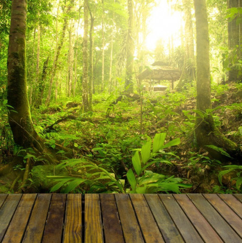 Fototapeta Rainforest z promień światła i desek lesie, nadaje się do prod