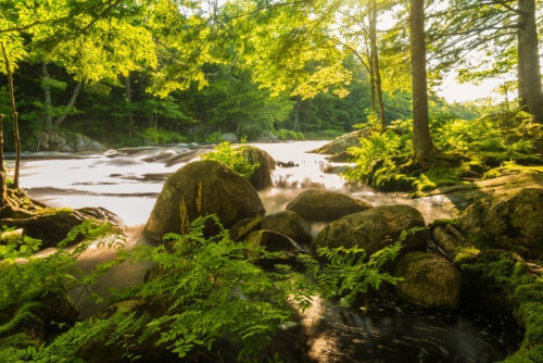 Fototapeta Rzeka w lesie