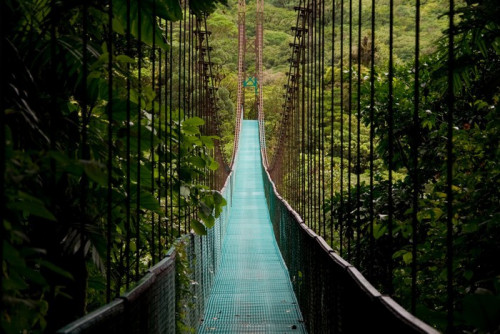 Fototapeta Most wiszący w dżungli Kostaryki