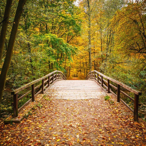 Fototapeta Most w lesie jesienią