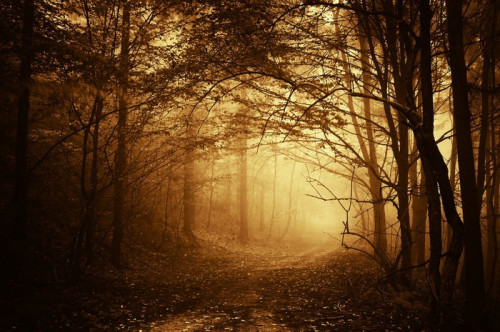 Fototapeta Ciepłe światło padające na drodze w ciemnym lesie jesienią