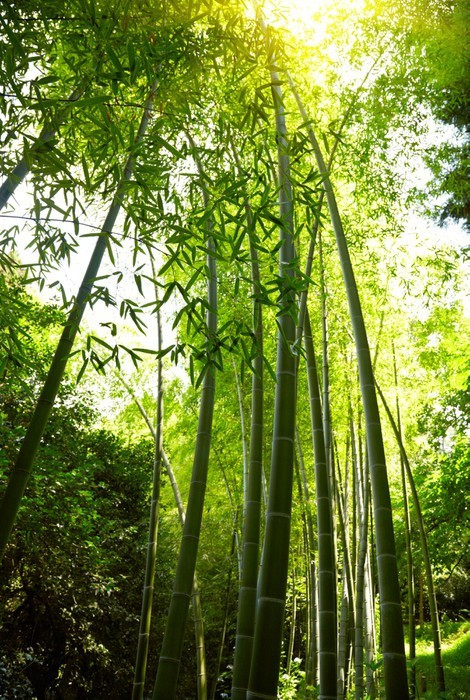Fototapeta Bambus lesie tła