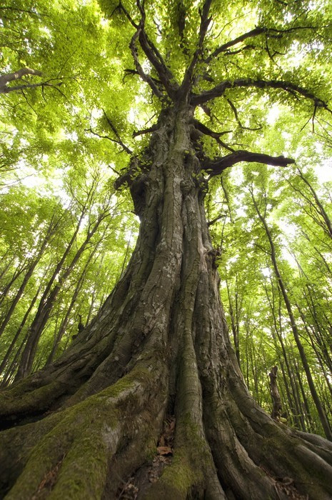 Fototapeta Pionowe zdjęcia starego drzewa w zielonym lesie