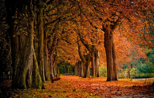 Fototapeta Kolory jesieni w lesie