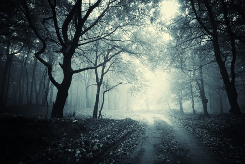 Fototapeta Droga przez ciemny las