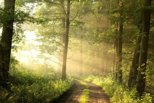 Fototapeta Droga gruntowa przez las wiosna liściastych w mglisty poranek