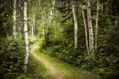 Fototapeta Ścieżka w zielonym lesie latem