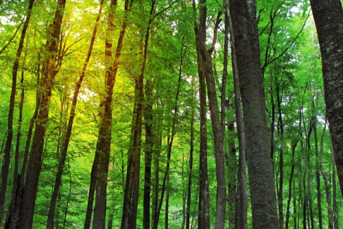 Fototapeta Drzew leśnych