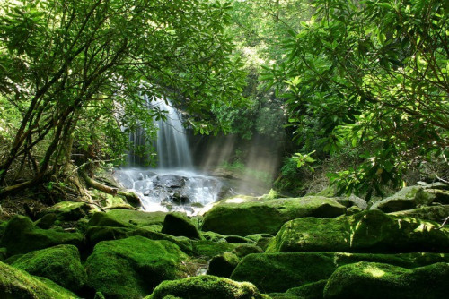 Fototapeta Duży wodospad ukryty otoczonym zielenią i skał omszałych