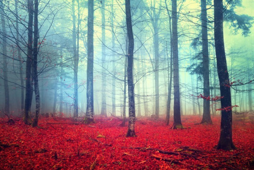 Fototapeta Scena fantazja jesienny las