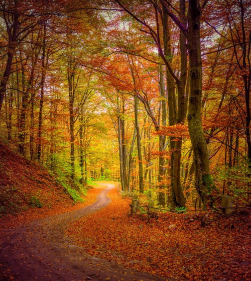 Fototapeta Ciemny las Droga w lesie jesienią.