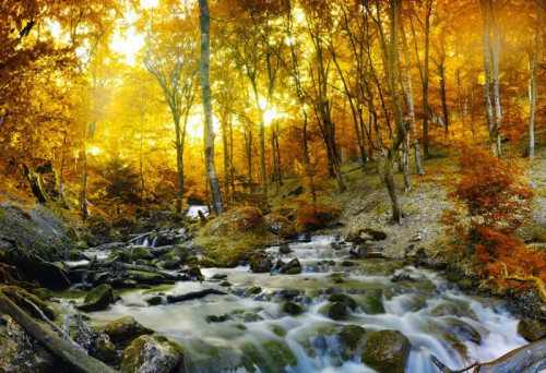 Fototapeta Jesienią creek lasy z żółtym drzew