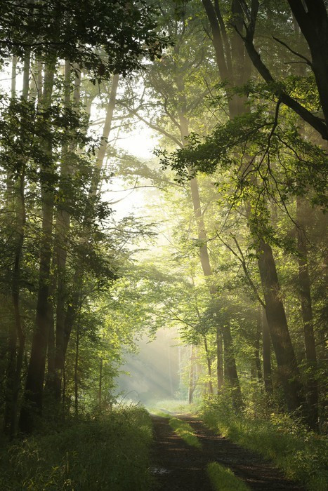 Fototapeta Droga gruntowa przez las liściasty w mglisty poranek