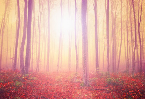 Fototapeta Mistyka światła las