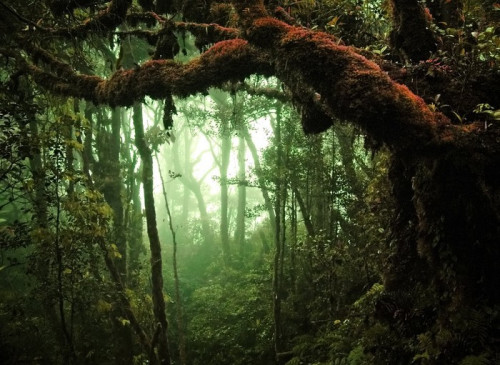 Fototapeta Tropikalny las deszczowy