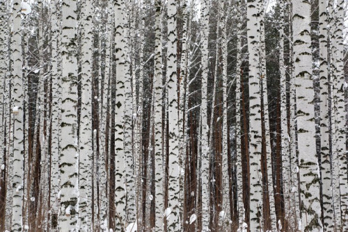 Fototapeta Winter brzozowy las
