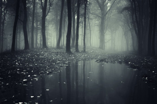 Fototapeta Staw w lesie z mgły