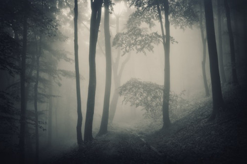 Fototapeta Sylwetka drzew w lesie z mgły