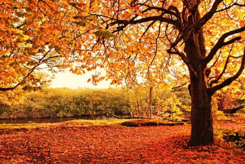 Fototapeta Piękna jesień w parku