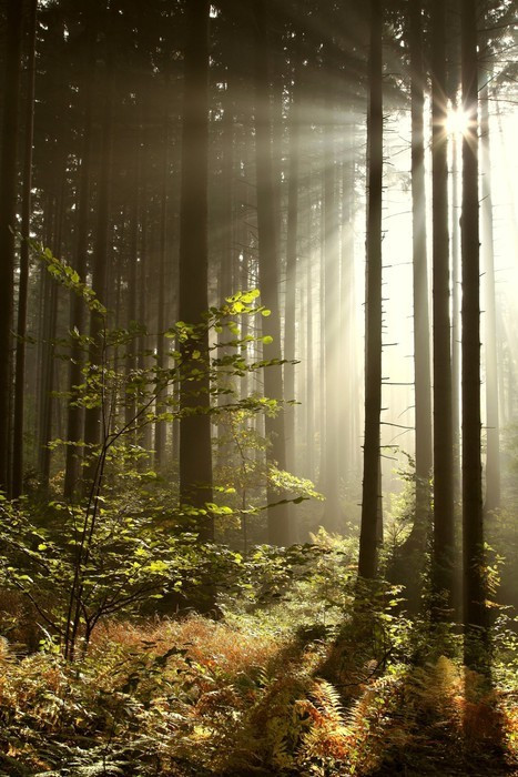 Fototapeta Misty las iglasty podświetlaną przez wschodzące słońce