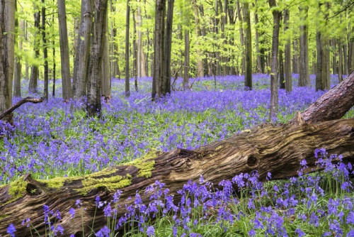 Fototapeta Żywe błękitna dywan las krajobraz wiosna