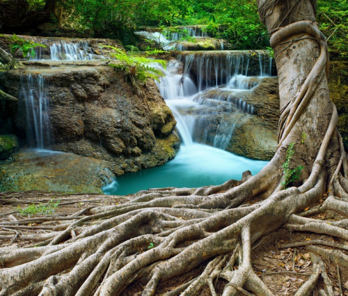Fototapeta Banyan Tree i wapiennych wodospadów w czystości głębokim lesie użytkowania n