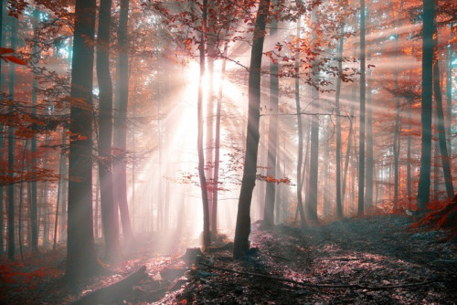 Fototapeta Fantazja słoneczny jesienny las