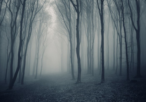 Fototapeta Elegancki las z mgły
