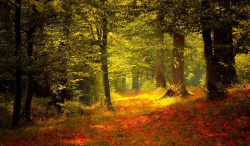 Fototapeta Piękne światło w lesie